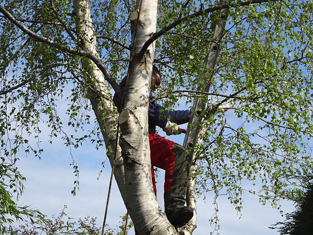 Best Fruit Tree Pruning  in USA